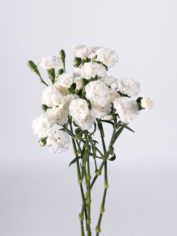 Lilliput Nauge