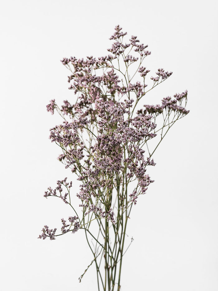 Limonium Oshi Pink