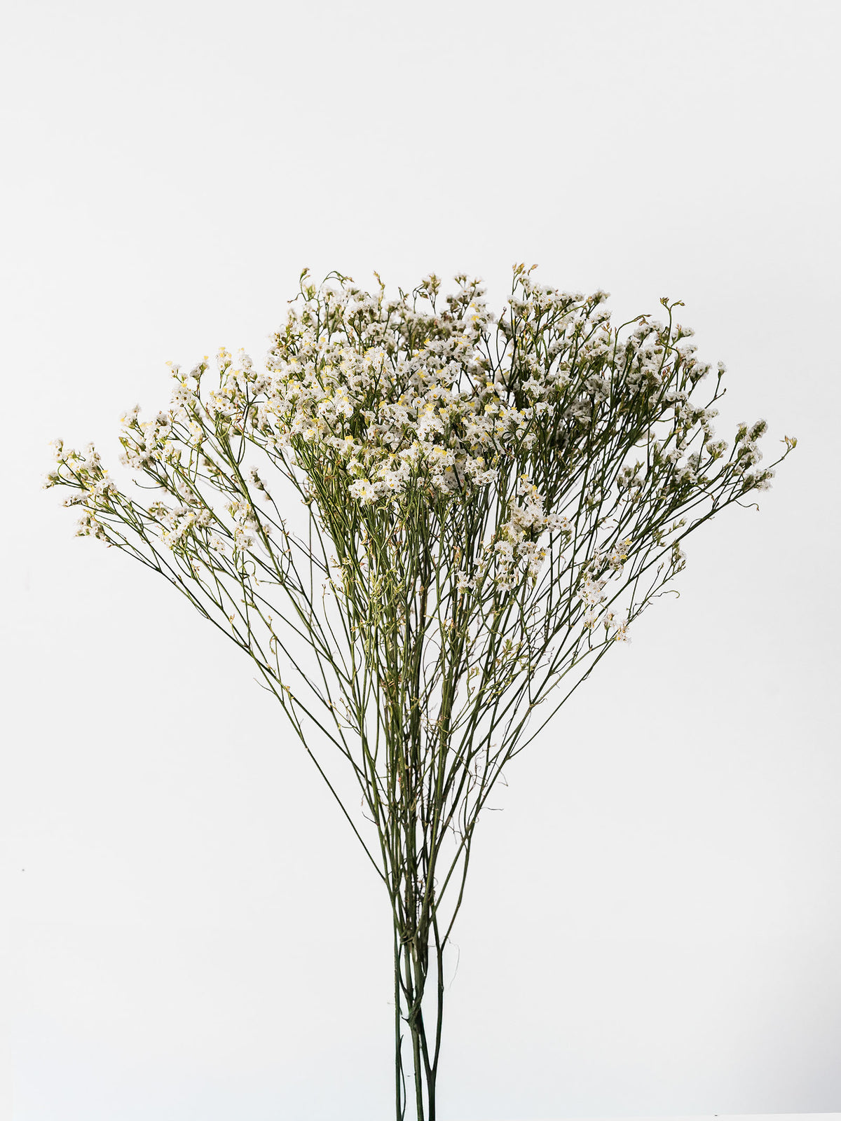 Limonium Piña Colada