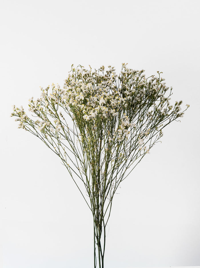 Limonium Piña Colada