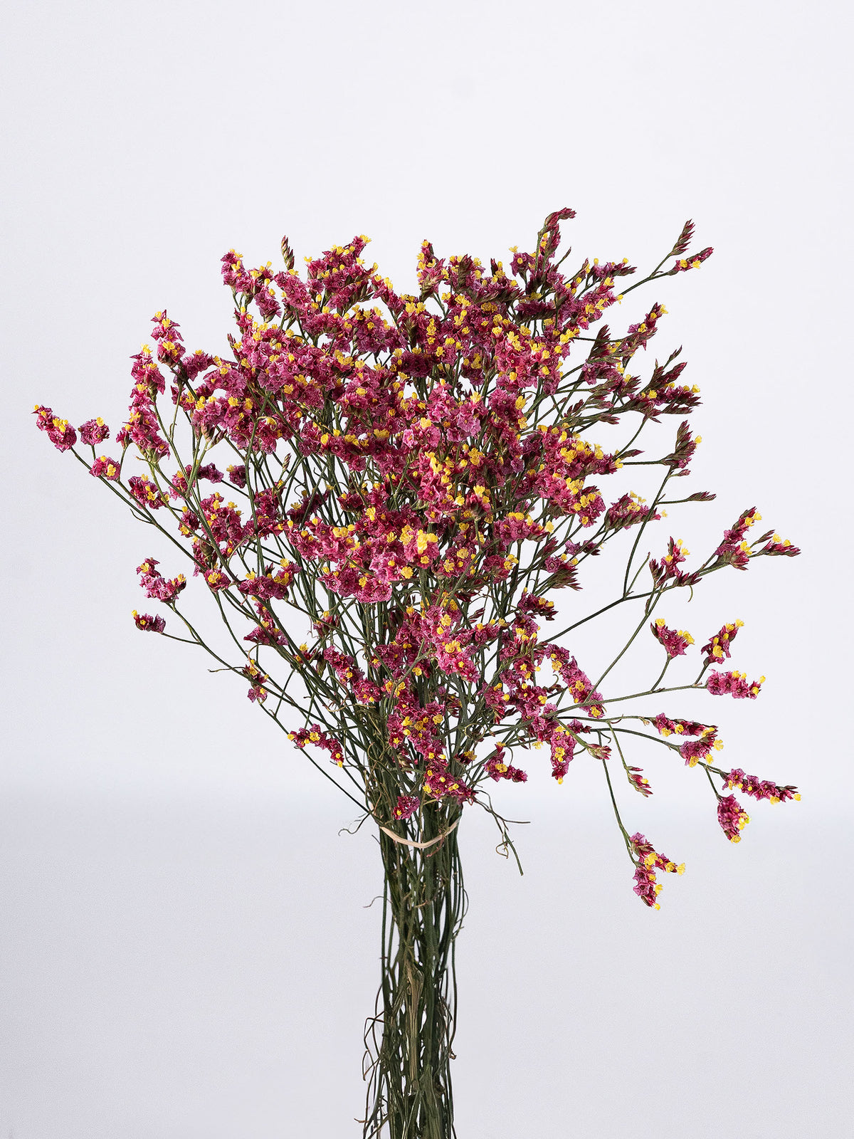 Limonium Pink Beauty