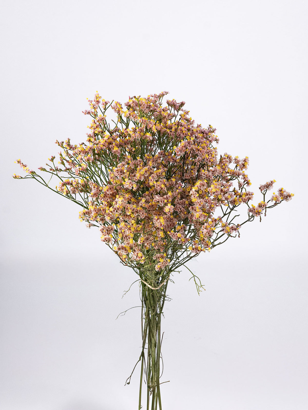 Limonium Pink Beauty