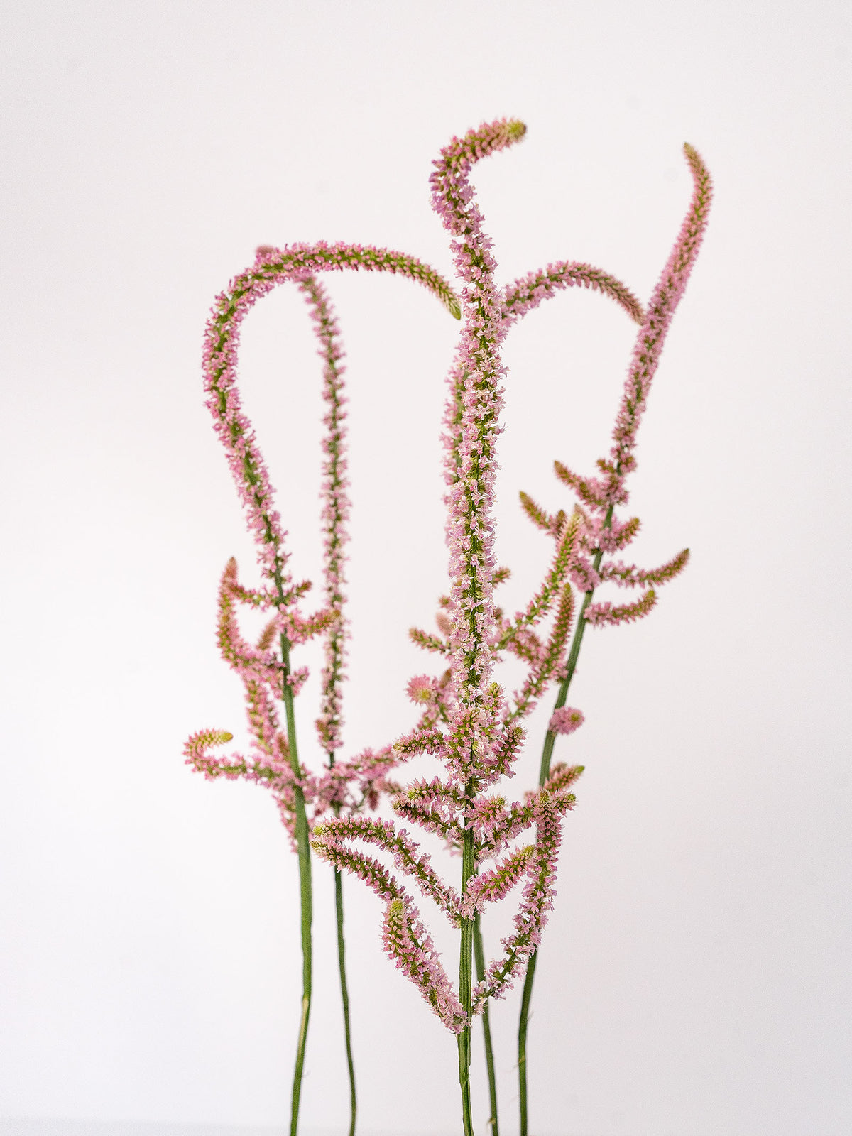 Limonium Pink Pokers