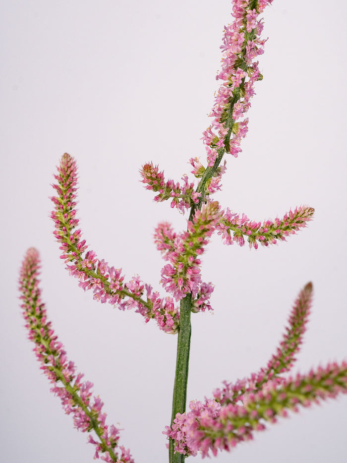 Limonium Pink Pokers — alternate