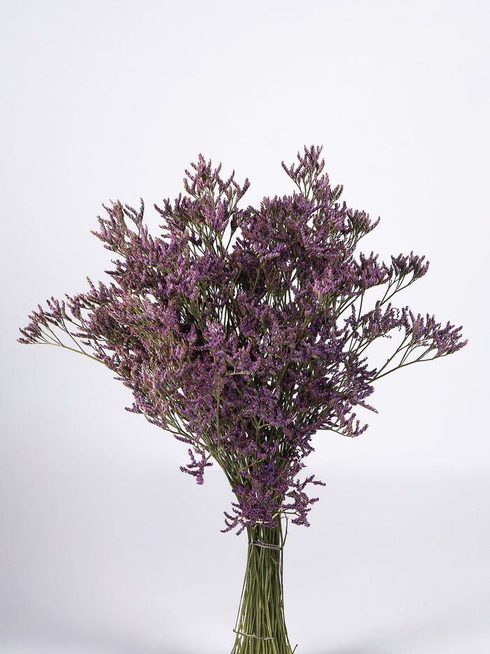 Limonium Shooting Star