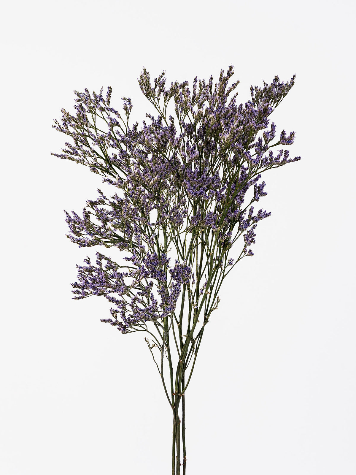 Limonium Sky Light