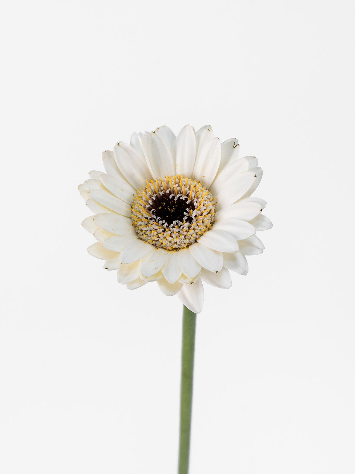 Mini Gerbera Livorno