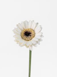 Mini Gerbera Livorno