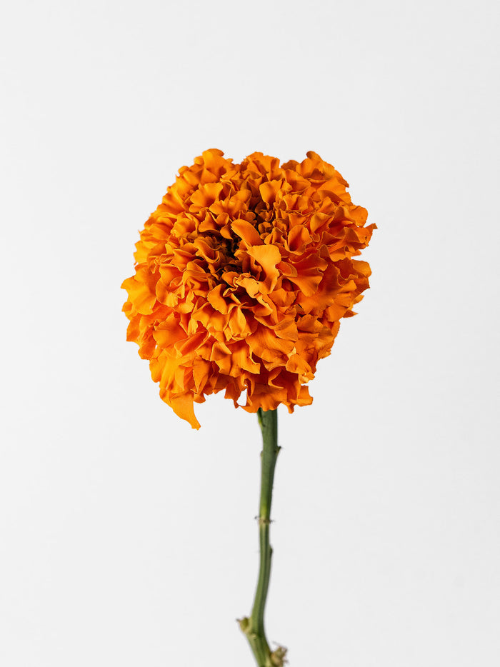 Marigold Coco Gold
