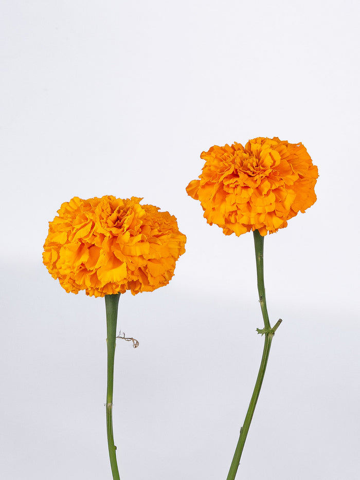 Marigold Orange