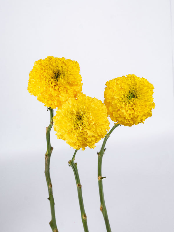Marigold