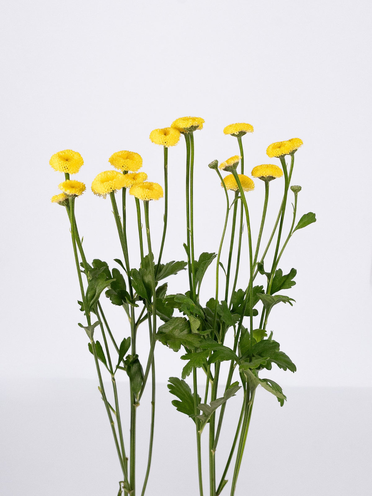 Matricaria Snowball Yellow