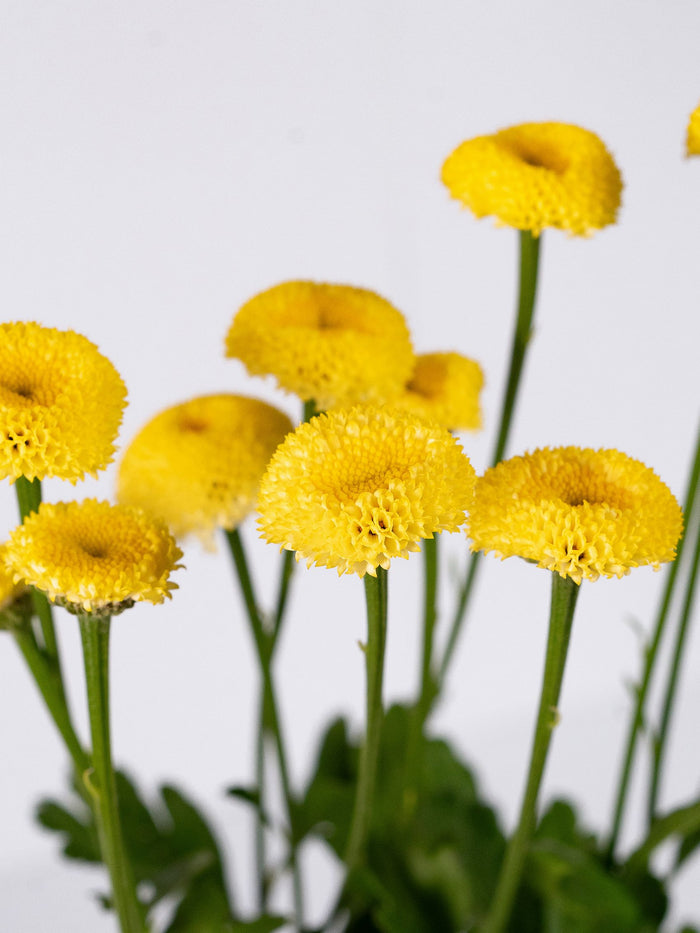 Matricaria Snowball Yellow — alternate