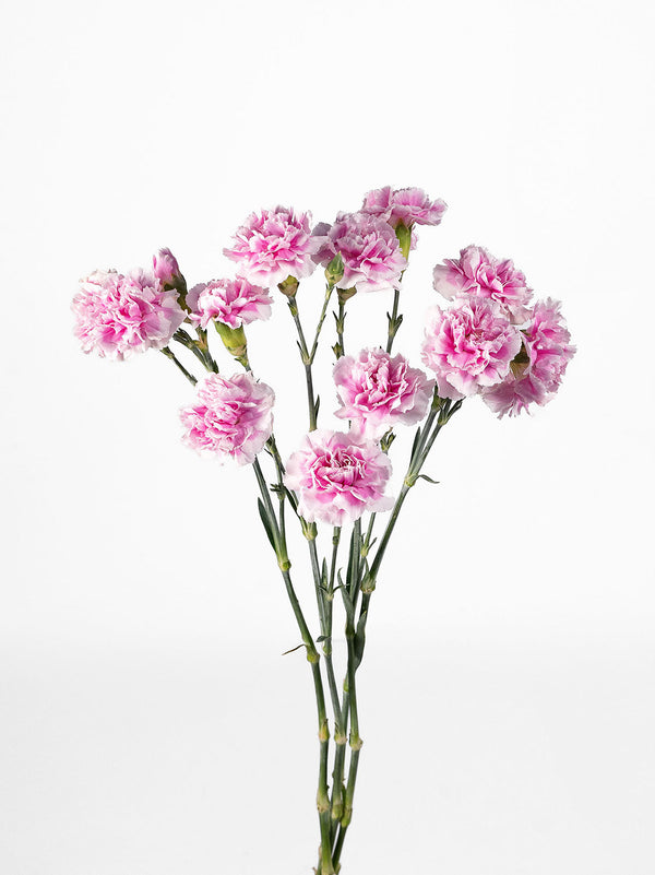 Mini Clavel Mirafiori