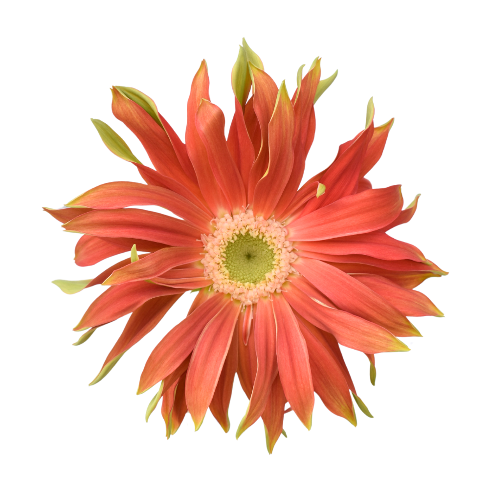 Mini Gerbera Pastini Rivello