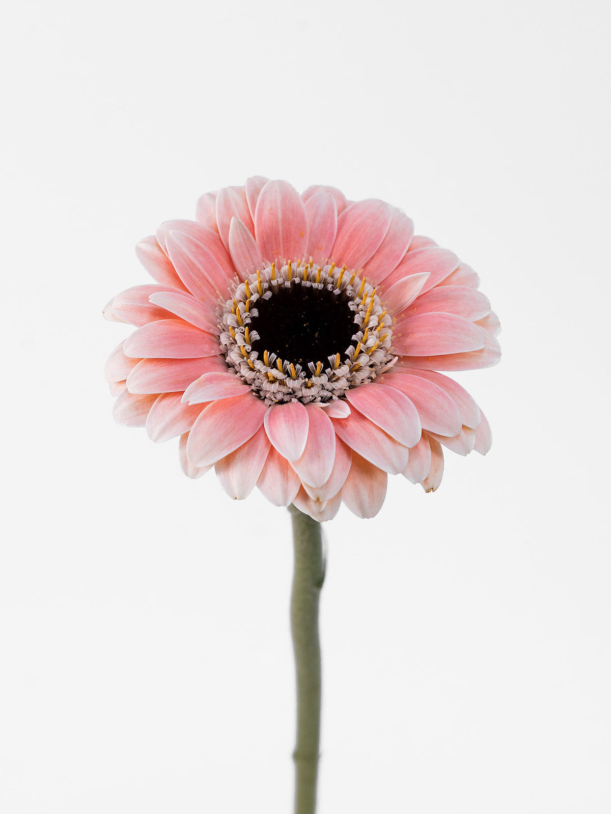 Gerbera Piccolini Molara