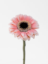 Gerbera Piccolini Molara