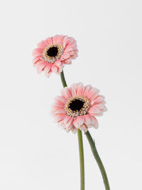 Gerbera Piccolini Molara
