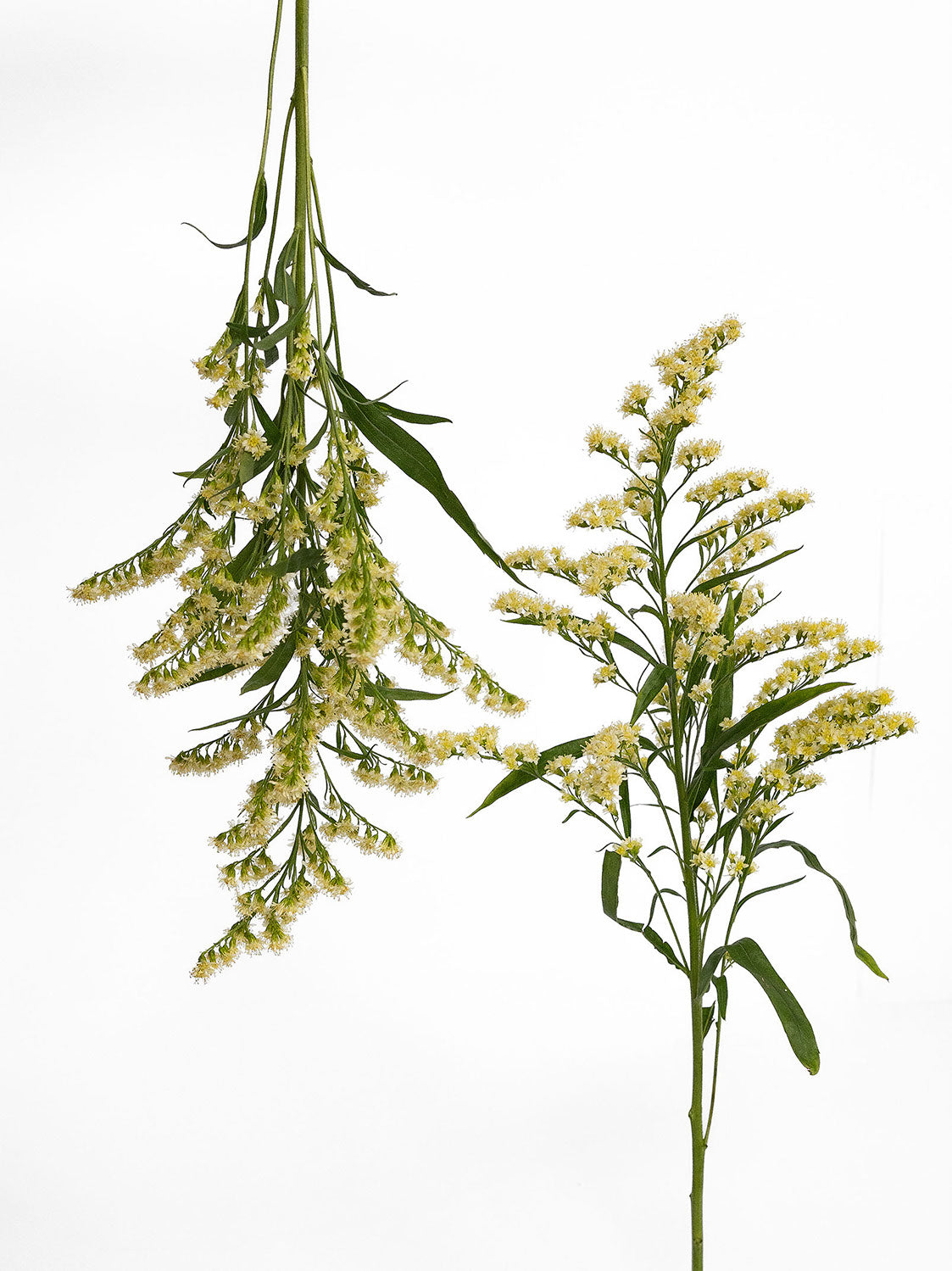 Moonlight Glory Solidago
