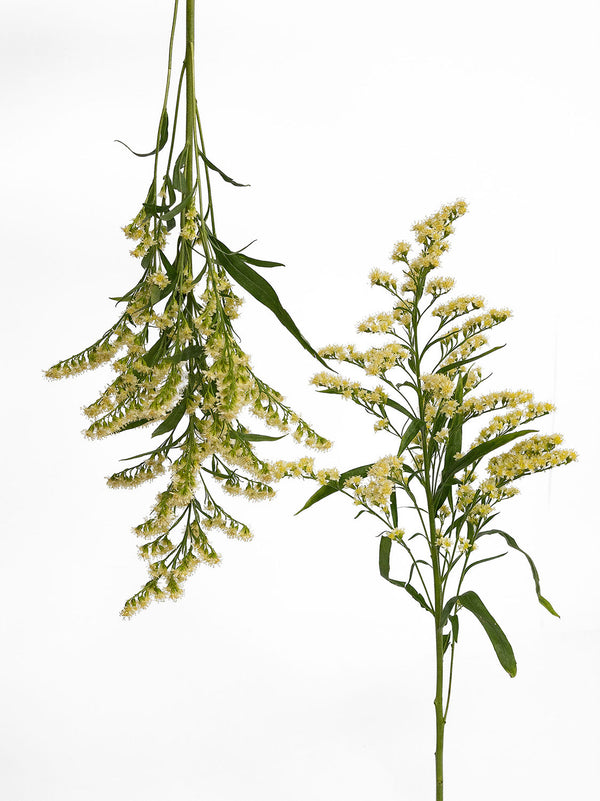 Solidago