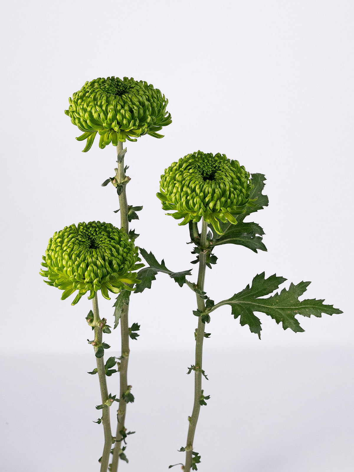 Mum Bombellini