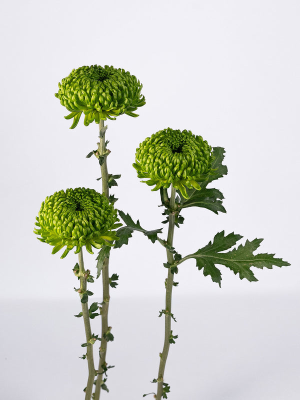 Mum Bombellini