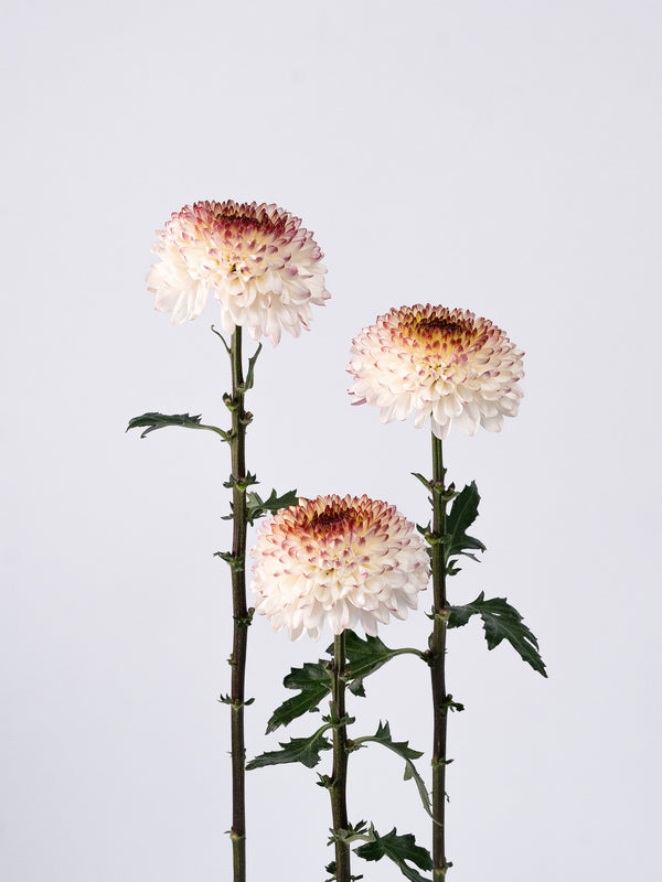 Chrysanthemums
