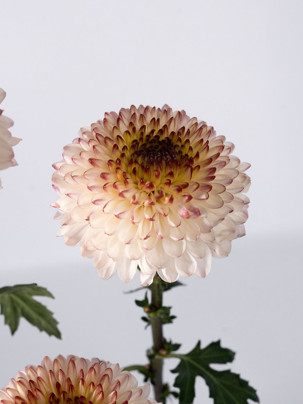 Mum Cappuccino