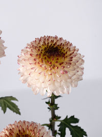 Mum Cappuccino