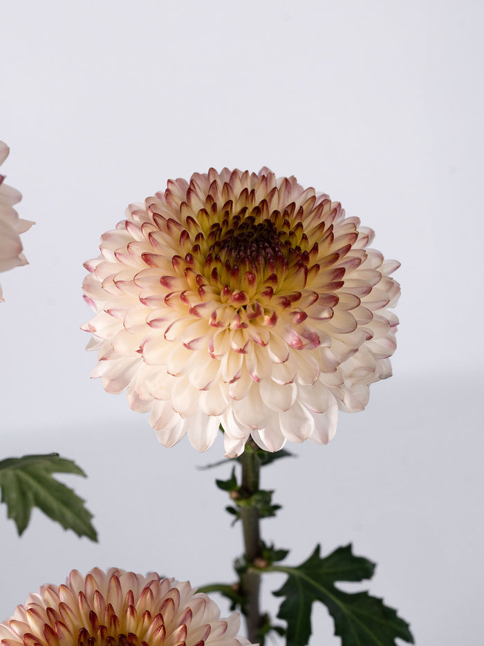 Mum Cappuccino
