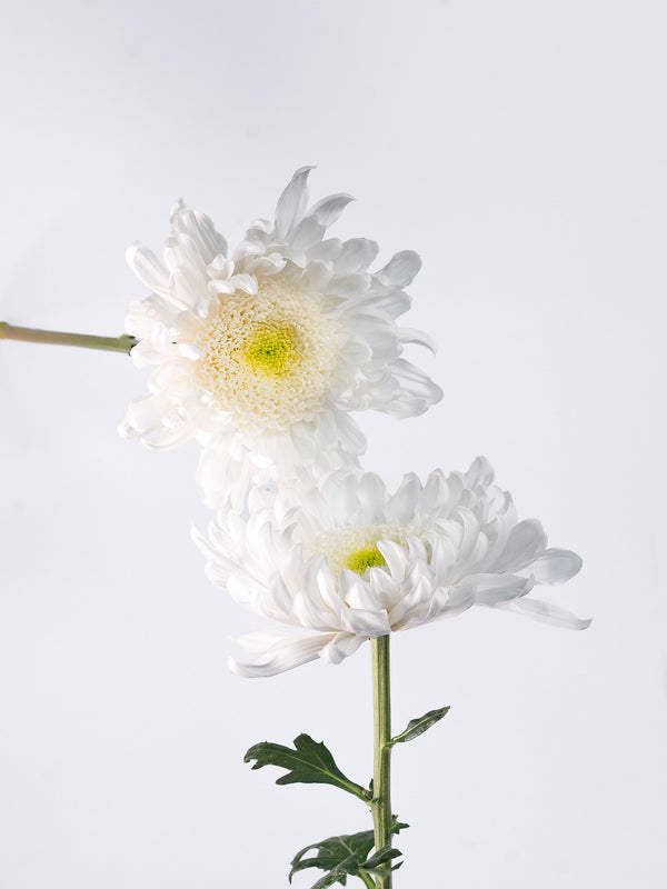 Mum Gala White