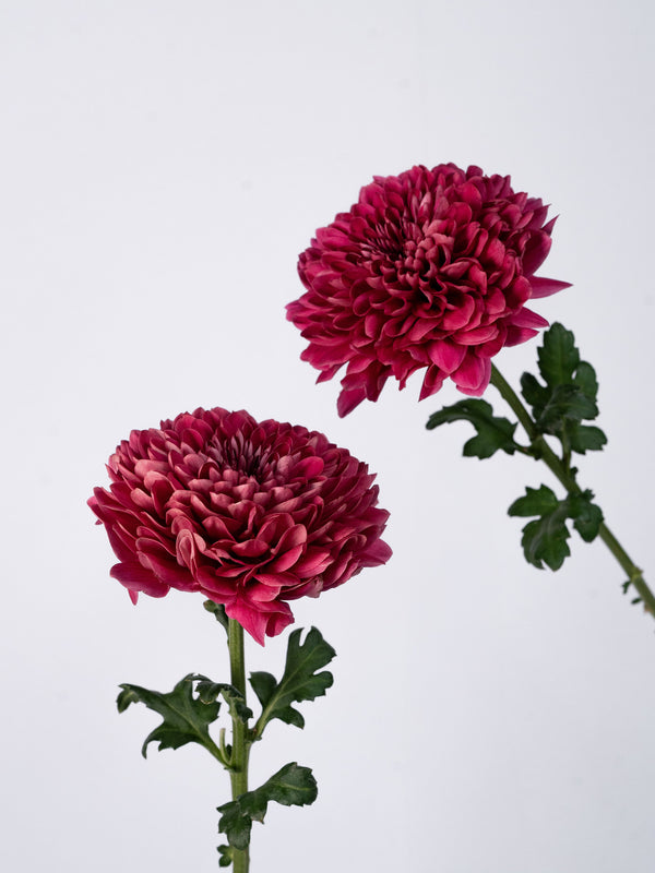 Mum Lychee