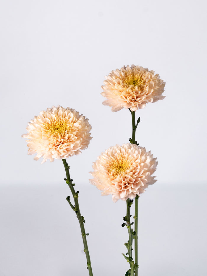 Mum Romancero — alternate