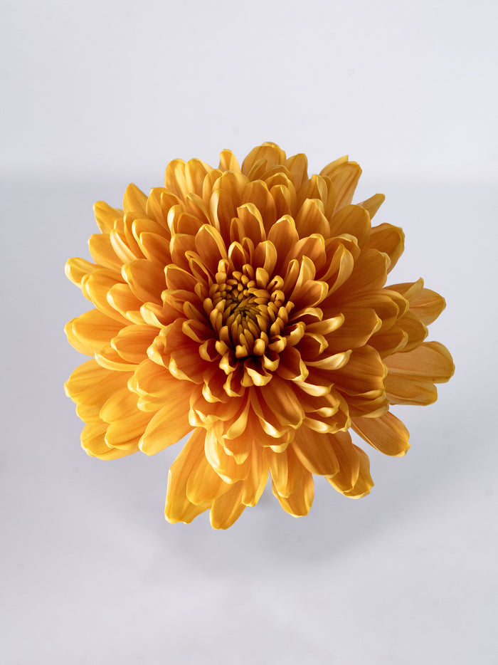 Mum Rossano Orange