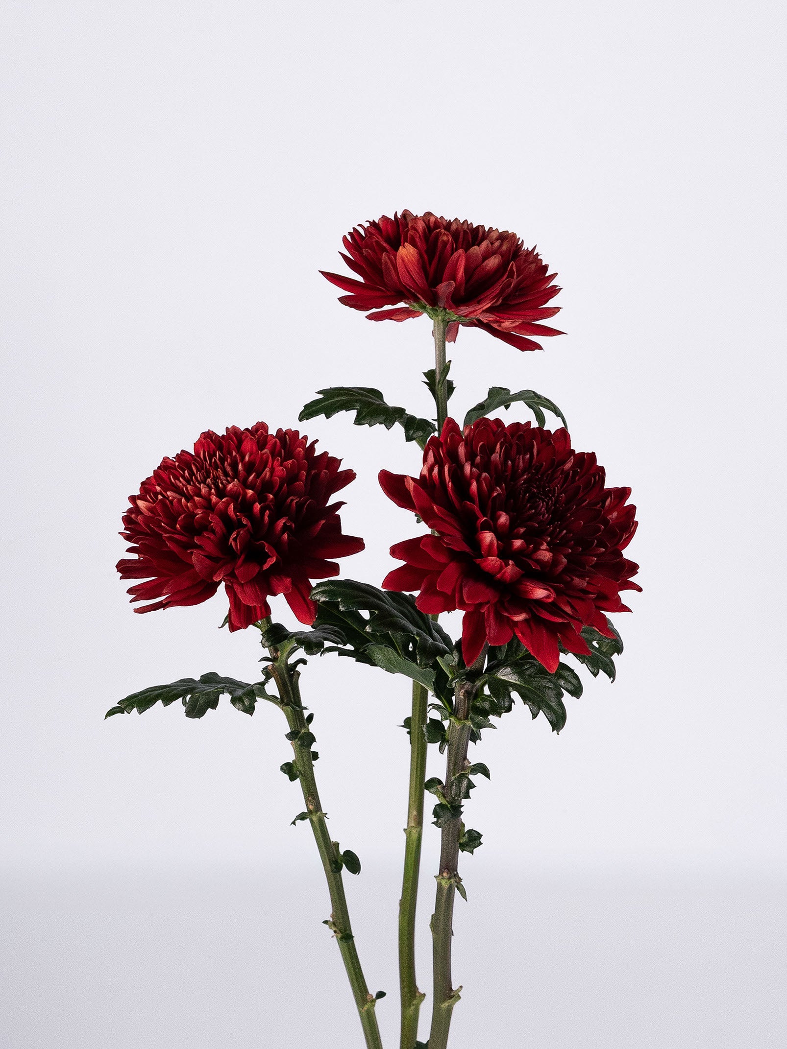 Red – FLOVERSE
