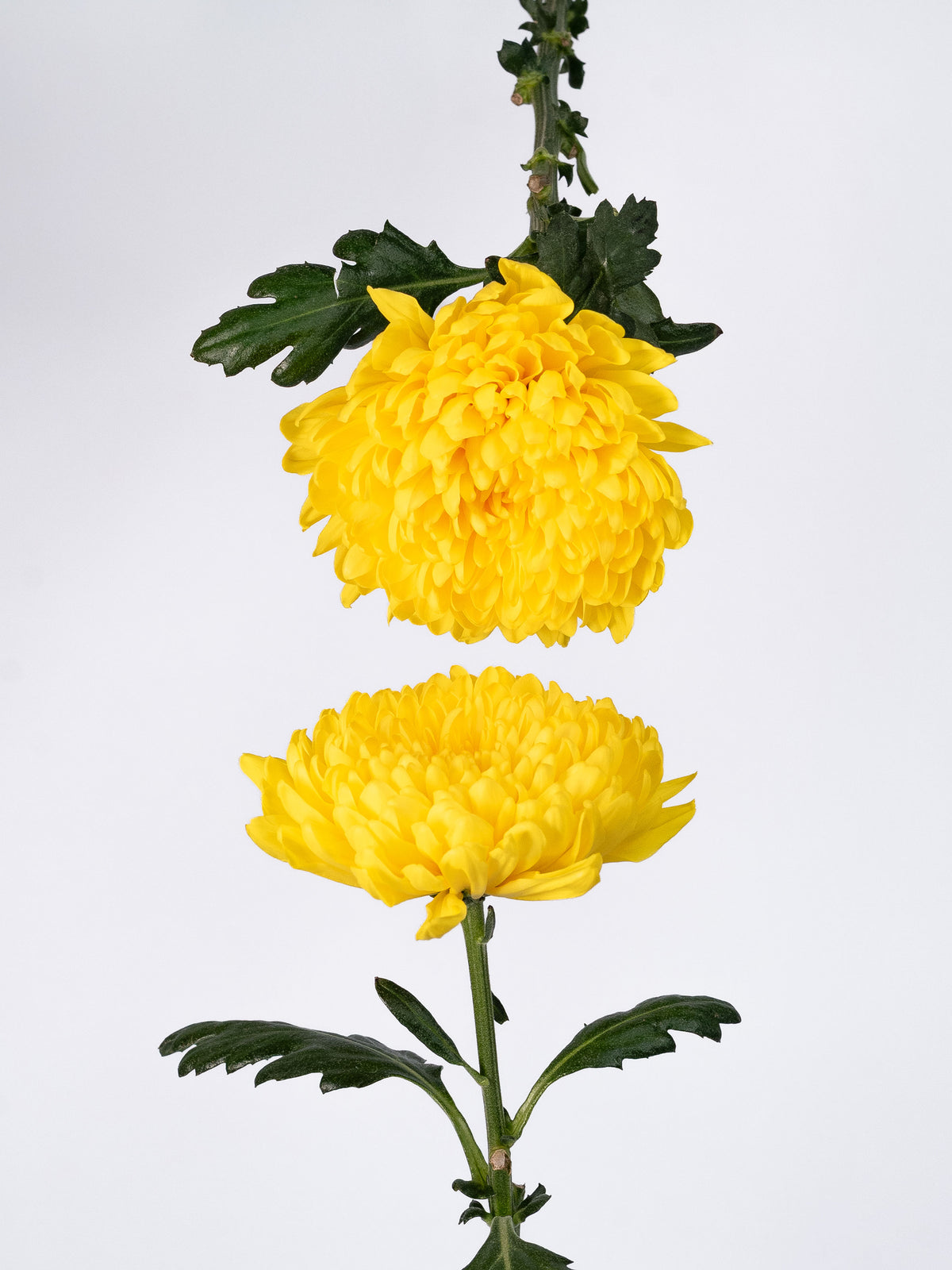 Mum Vasole