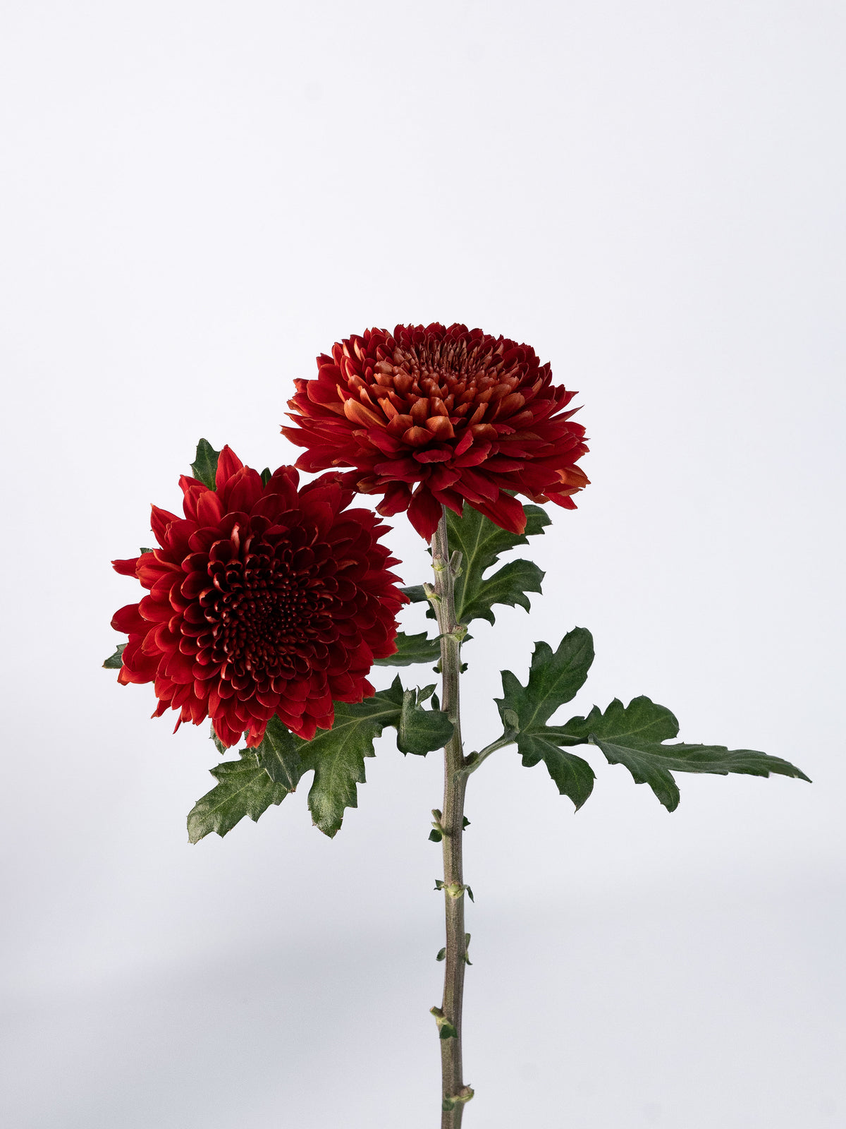 Mum Velvet Red