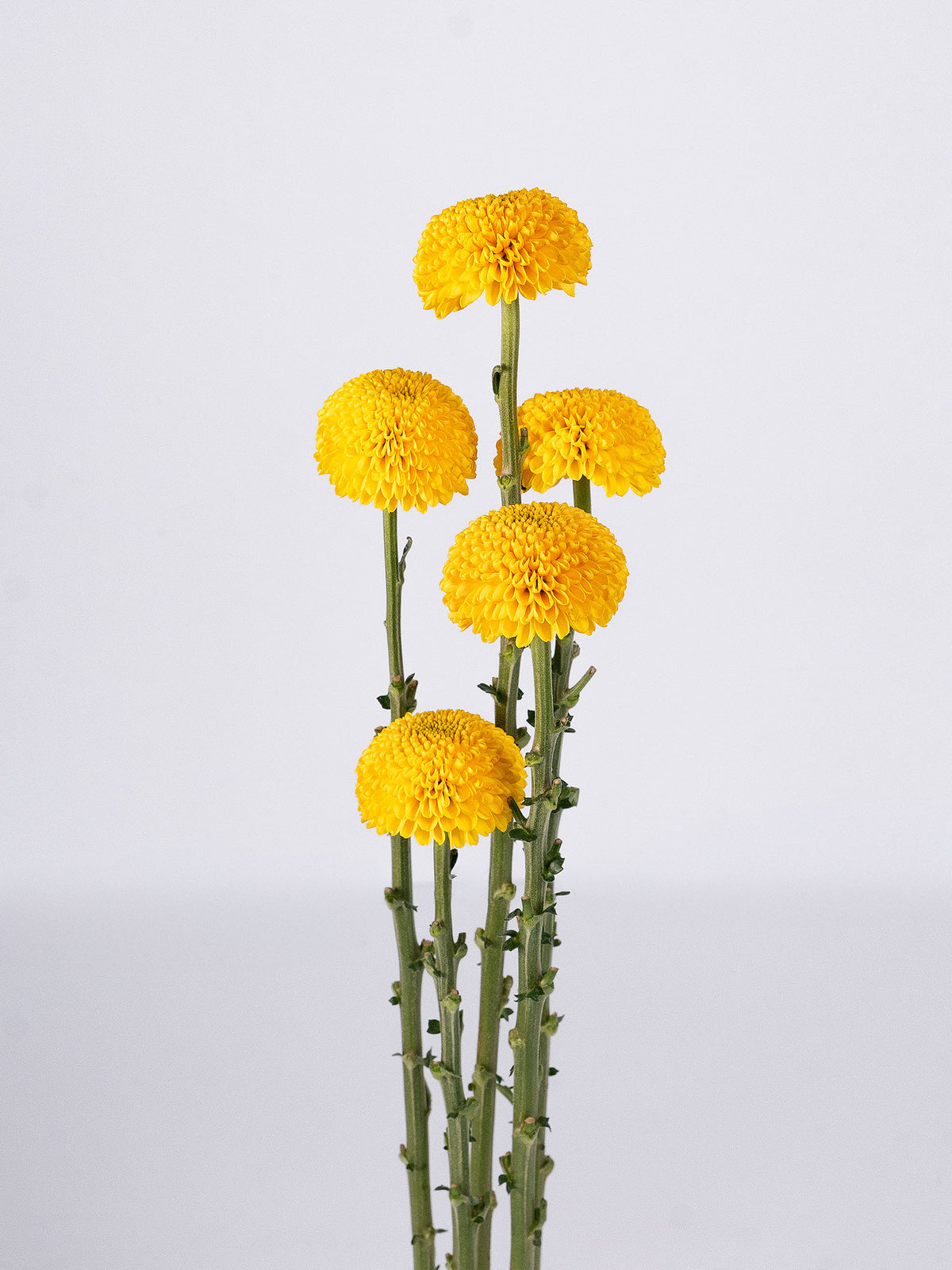 Mum Yellow Cap