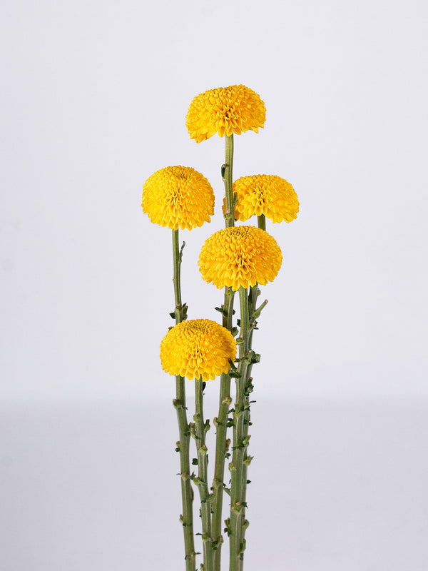 Mum Yellow Cap