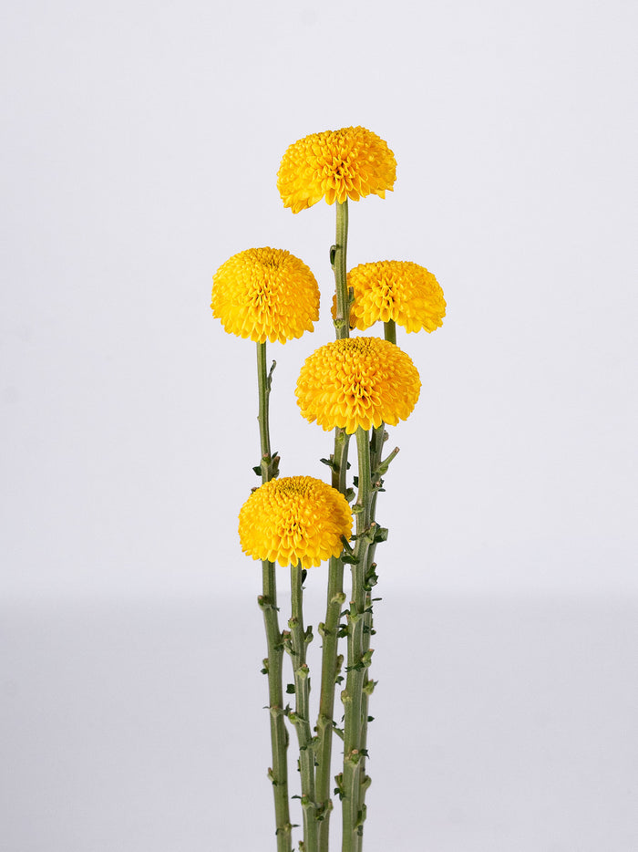 Mum Yellow Cap
