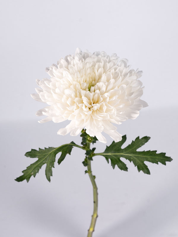 Mum Zembla White