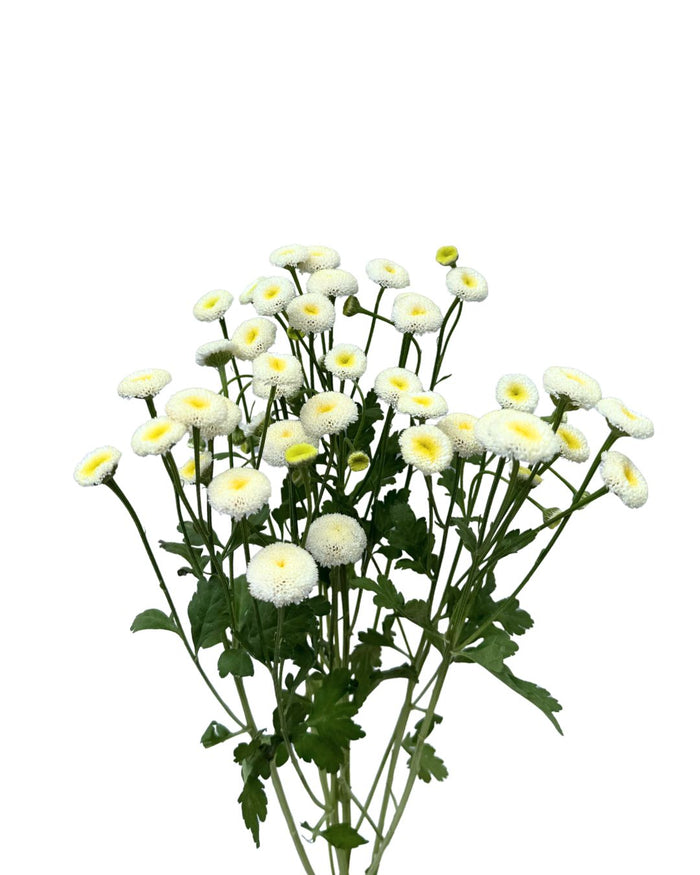 Matricaria Snowball White