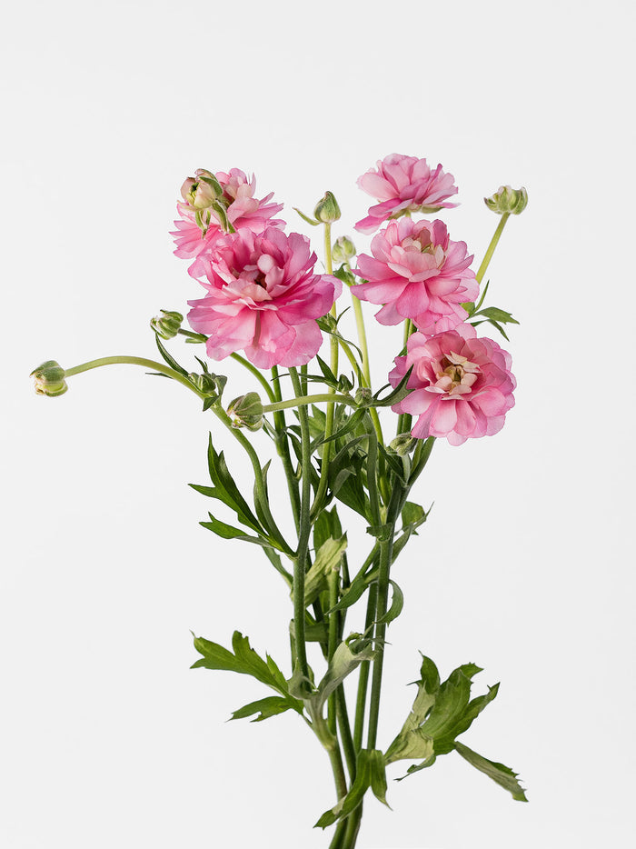 Natura Moderna Dolce — alternate