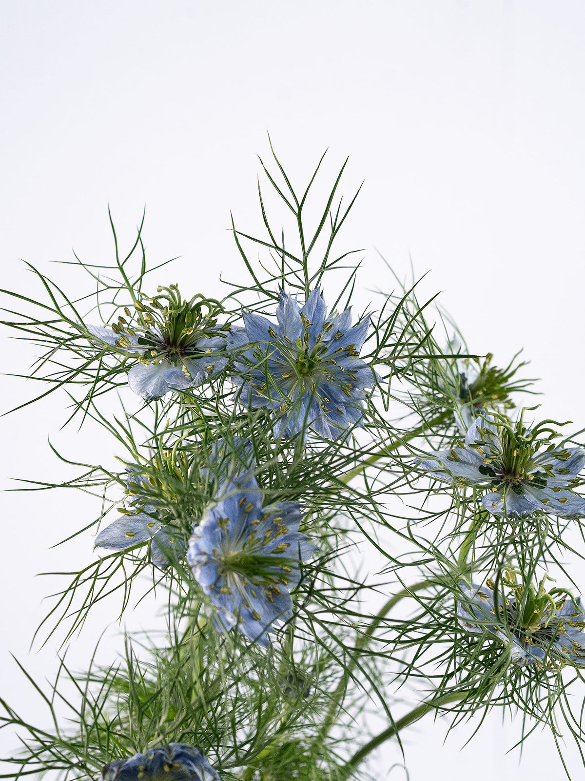 Nigella Sky Blue