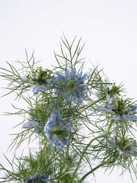 Nigella Sky Blue