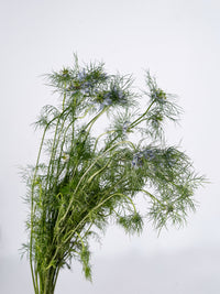 Nigella Sky Blue