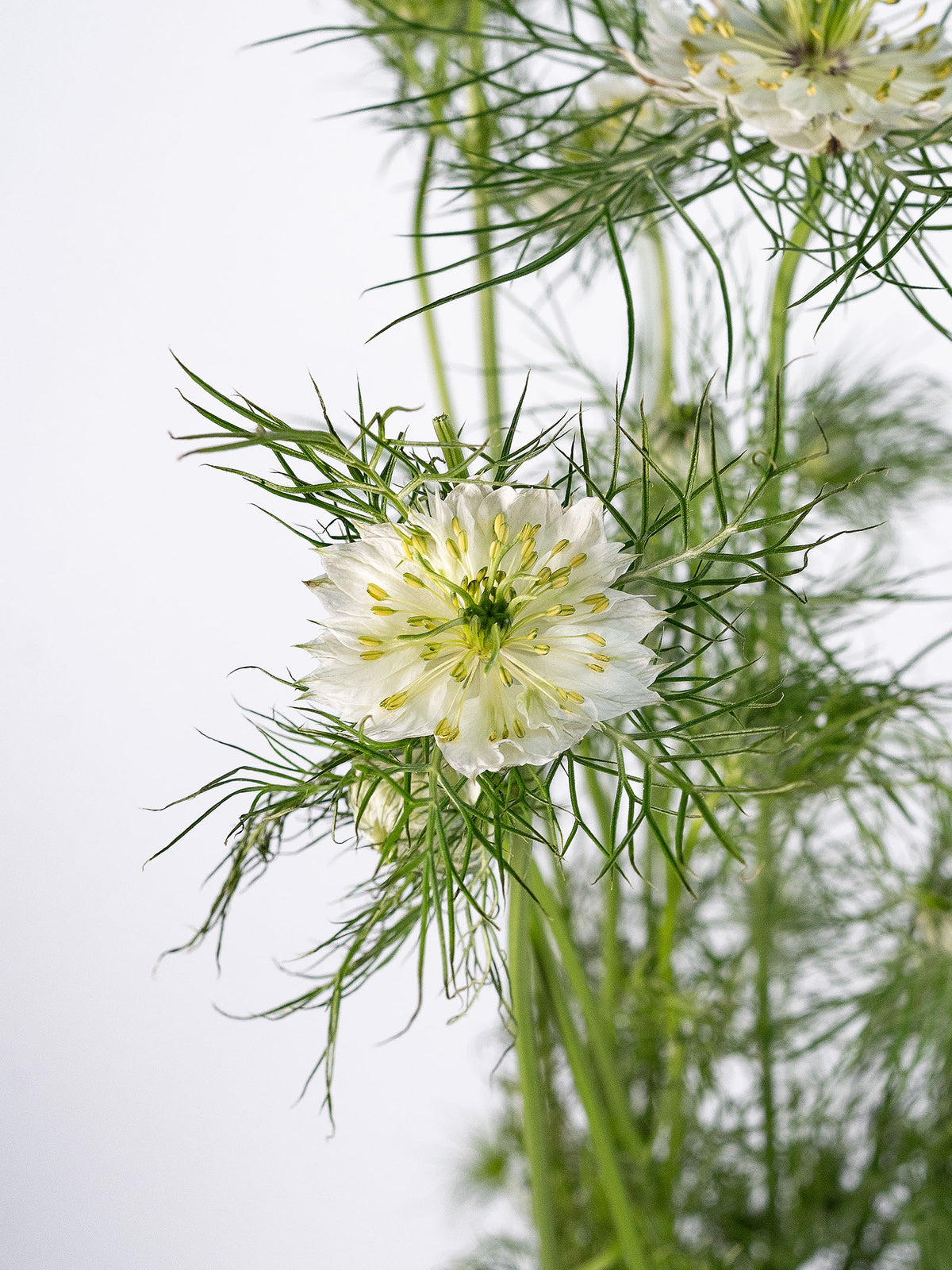 Nigella All White