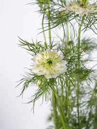 Nigella All White