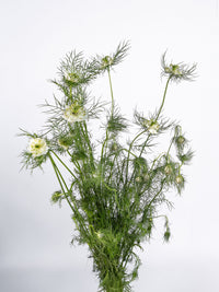 Nigella All White