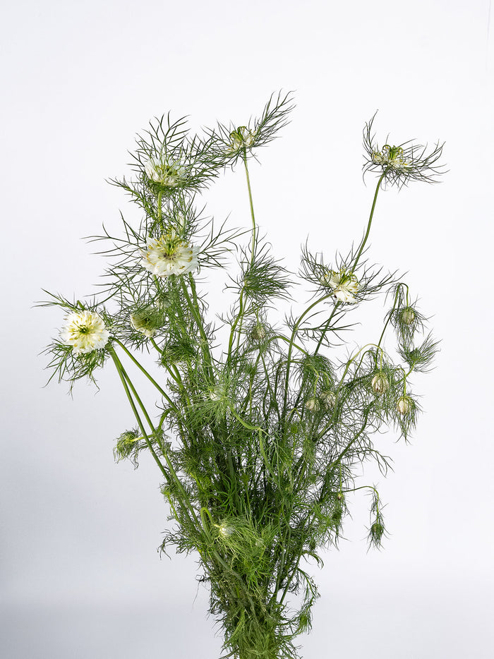 Nigella All White — alternate